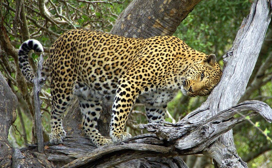 Kruger National Park Combo Offer