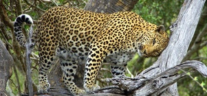 Kruger National Park Combo Offer